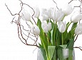 tulipan na gałązce